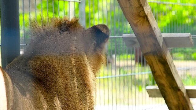 Portrait of a young lion in an aviary in a cat shelter