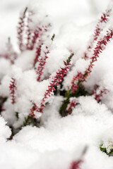 Snow-covered heather on a winter day