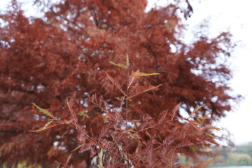 Close-up view of red autumn foliage on a tree.
