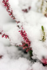 Snow-covered heather on a winter day