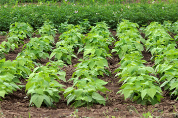Common beans grow in open ground