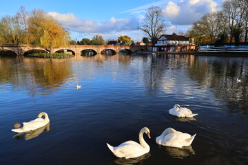 Swans gliding peacefully on calm river water with reflections, set against a scenic arched stone...