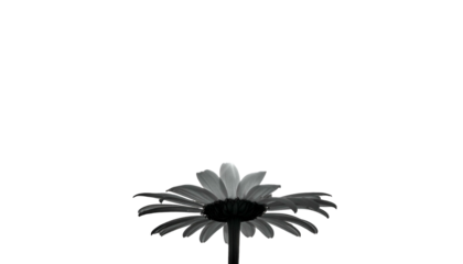 A grayscale, low-angle view of a daisy against a stark, black background