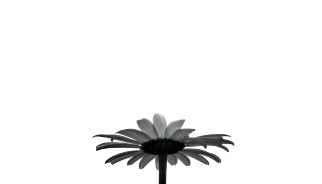 A grayscale, low-angle view of a daisy against a stark, black background
