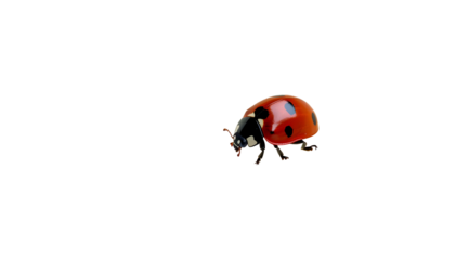 Close-up of a vibrant red ladybug with black spots and legs against a stark black backdrop