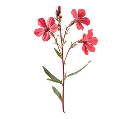 A red flower with green leaves