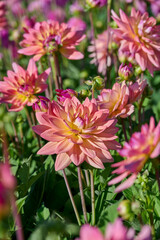 pink, orange, yellow dahlia Melody Dora