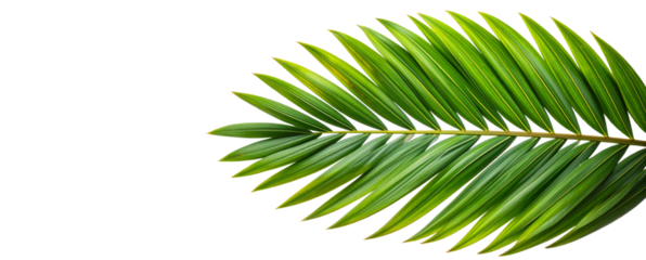 Top View of Palm Leaf Fragment with Overlapping Fronds and Natural Light Reflection, Isolated on Transparent
