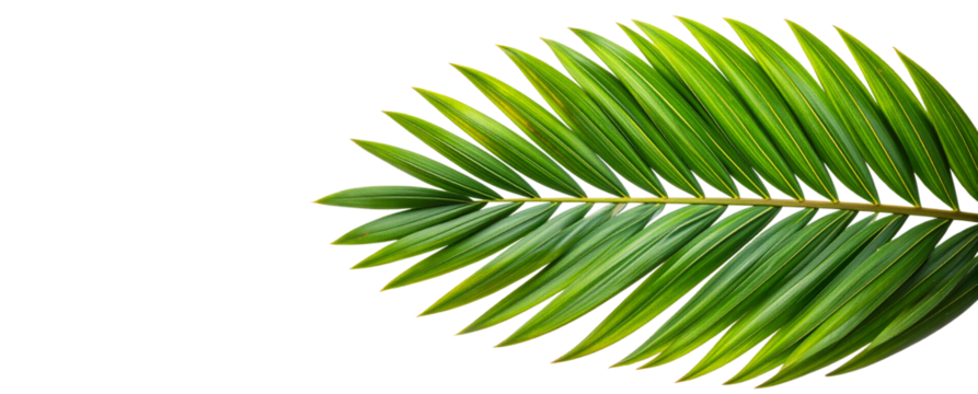 Top View of Palm Leaf Fragment with Overlapping Fronds and Natural Light Reflection, Isolated on Transparent