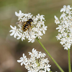Myathropa florea | Batman hoverfly male, large hoverfly with black and yellow bands on thorax dorsum and abdomen yellow with black pattern
