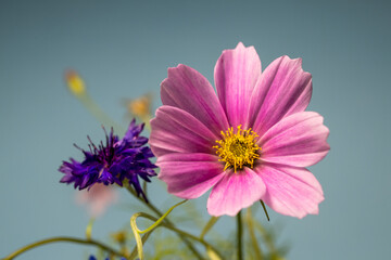 Fototapeta premium Close-up of a pink cosmos flower with a bright yellow center against a smooth teal background. A blurred blue flower adds depth, creating a vibrant and delicate floral composition