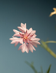 Close-up of vibrant cornflower blossoms in shades of blue, purple, and soft pink against a smooth pastel background. The image highlights delicate petals, natural textures, and a fresh © Point of view