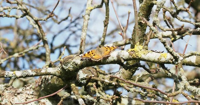 (Nymphalis polychloros) Large tortoiseshell butterfly or blackleg tortoiseshell butterfly. Large orange wings spread adorned with black blotches, perched on an old apple tree