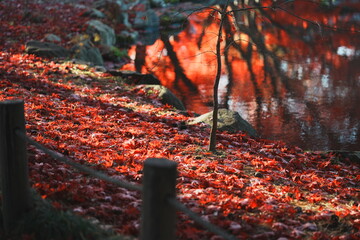 庭園の秋の紅葉の落ち葉