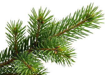 Obraz premium Close up of a vibrant green spruce tree branch with needles isolated on transparent background