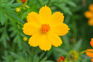 Bright yellow cosmos flower in full bloom, blurred green background.  creating a fresh and cheerful nature scene. Ideal for themes of gardening, and natural beauty.