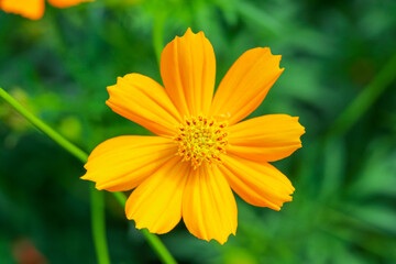 Bright yellow cosmos flower in full bloom, blurred green background.  creating a fresh and cheerful nature scene. Ideal for themes of gardening, and natural beauty.