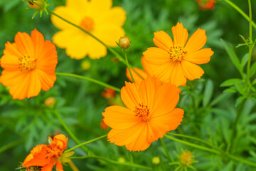 Vibrant orange cosmos flowers blooming in a lush green garden. A fresh and cheerful nature scene ideal for themes of gardening, summer, and floral beauty.