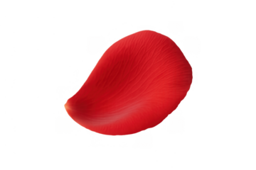 Red rose petal falling, symbolizing love, romance, and delicate beauty on a transparent background