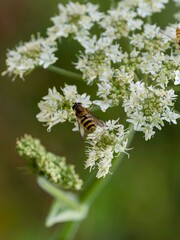 Syrphus rectus - Yellow-legged flower fly with black an yellow band on abdomen feeding nectar on Hogweed flower (Heracleum mantegazzianum)