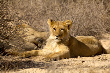 beautiful young lion 21 
