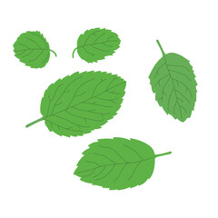 Set of realistic flat hand drawn mint leaves of different size and shape.