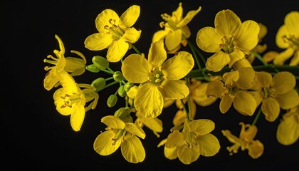 Fototapeta premium Yellow iris flower on a black background