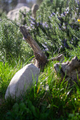 Garden decoration. A tree stomp in a garden with rosemary surrounding it