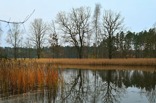 A serene autumn landscape featuring a calm pond surrounded by tall grasses and leafless trees. The still water reflects the bare branches and overcast sky, creating a peaceful, symmetrical composition
