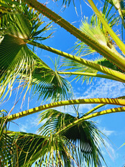 Fototapeta premium Background of palm tree branches under blue sky. Deep green palm leaf texture. Natural bright green pattern.