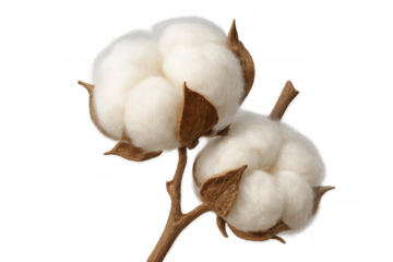 Cotton bolls on a branch, producing fluffy natural fibers, ready for textile and fabric production, transparent background