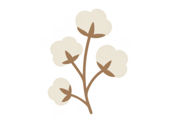 Cotton plant branch with fluffy bolls, a natural fiber illustration, transparent background