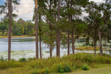 Landscape of Florida Swamp Ecosystem