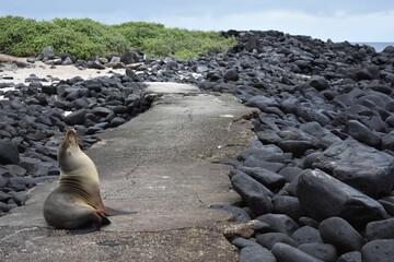 Fototapeta premium Galapagos sea lion