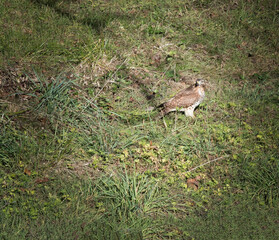 Large Juvenile Red Tailed Hawk Bird in the Wild