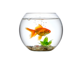 Goldfish in a Glass Bowl Isolated on White Background on white background Isolated on Transparent Background
