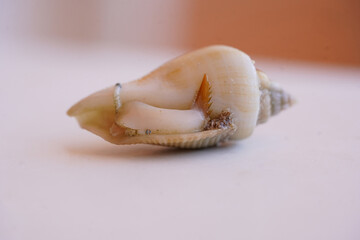 Macro shot of a living specimen of a poisonous cone snail from the west coast of the Red Sea in Egypt. The Conus sea snail crawls out of its shell to turn it away from the light.