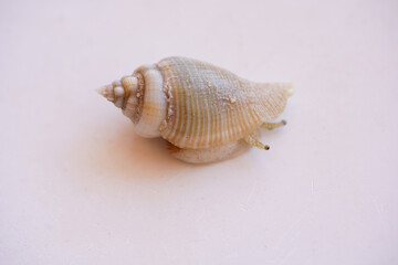 Macro shot of a living specimen of a poisonous cone snail from the west coast of the Red Sea in Egypt. The Conus sea snail crawls out of its shell to turn it away from the light.