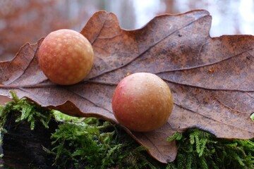 Close up of two oak apples or oak galls on leaf of oak tree in forest. An insect larva develops inside the gall.