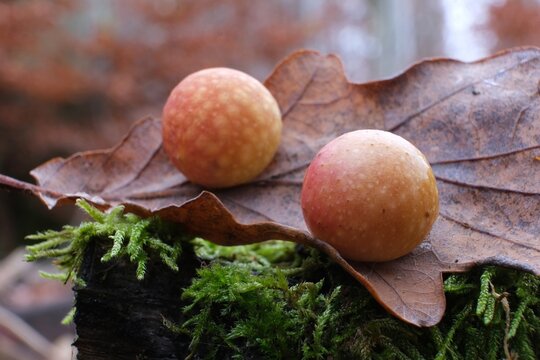 Close up of two oak apples or oak galls on leaf of oak tree in forest. An insect larva develops inside the gall.