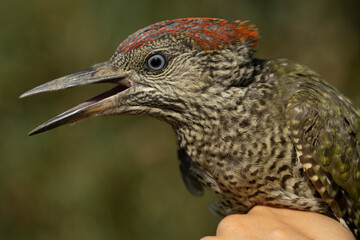 Gr&uuml;nspecht Portr&auml;t