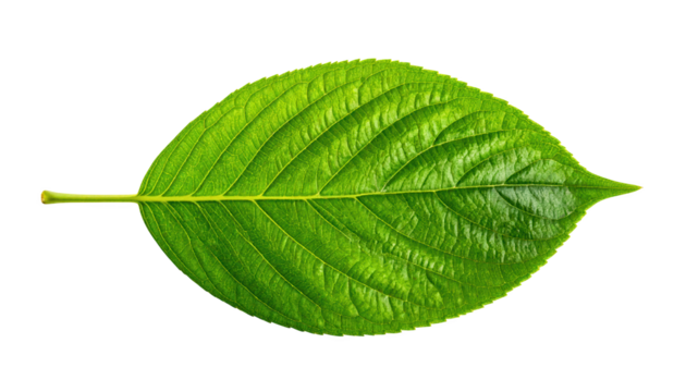 A single green leaf with prominent veins isolated on transparent background