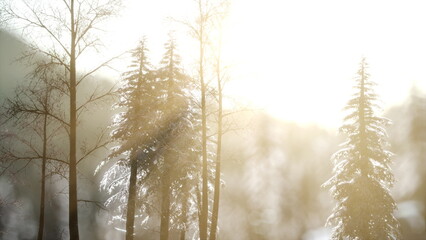 Frosted trees stand tall as the warm sunlight filters through, creating a magical atmosphere. Natures beauty captivates in this tranquil winter wonderland at dawn.