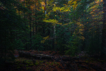 Árbol caído en Ordesa rodeado de los colores del otoño