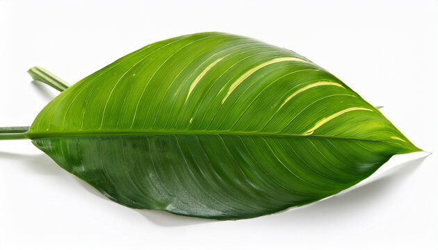 Fresh Green Pandan Screwpine Leaves Isolated On White