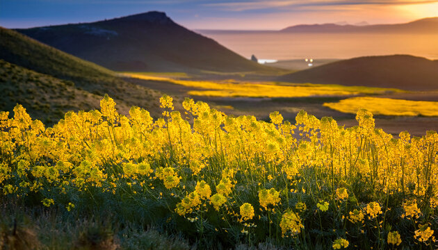 Turkish Wartycabbage Yellow Wild Flowers Bunias Orientalis Hill Mustard Or Turkish Rocket Flowers