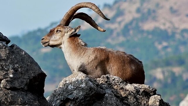 Cabras hisp&aacute;nica pyrenaica soleandose en la cima, en el parque natural de Cazorla, Segura y Las Villas.