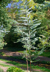 Autumn landscape in National Botanical Garden of Georgia.