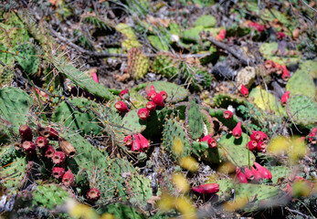 Prickly pear (Opuntia) in National Botanical Garden of Georgia.
