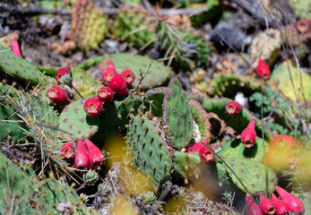 Prickly pear (Opuntia) in National Botanical Garden of Georgia.